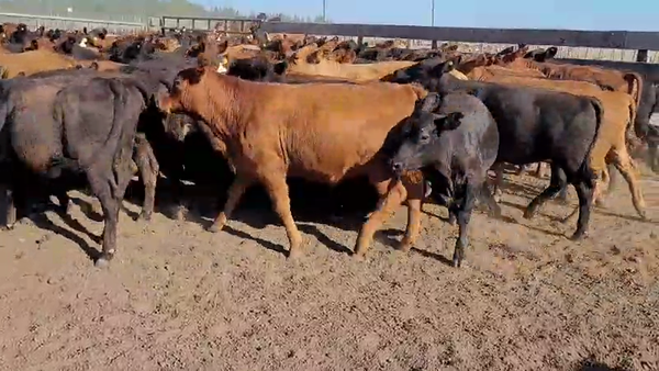 Lote 120 Terneras en Villaguay, Entre Ríos