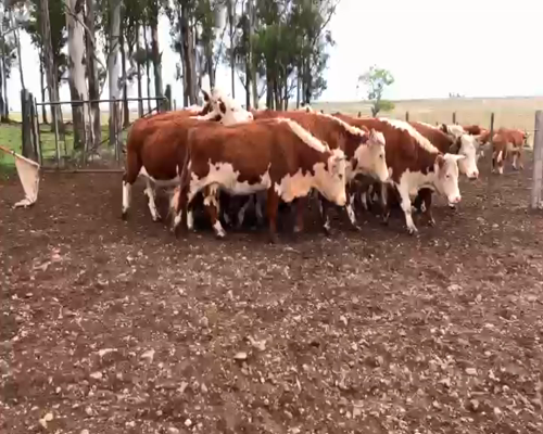 Lote VACAS INVERNADA