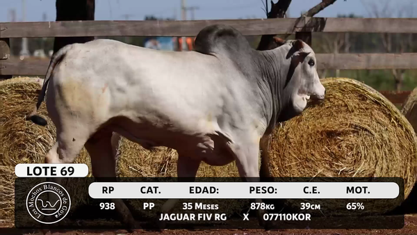 Lote LOTE 69