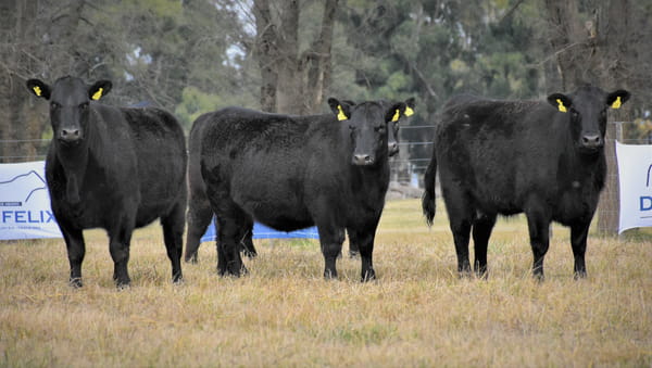 Lote "Cabaña ""Don Felix"" Vaquillonas PC"