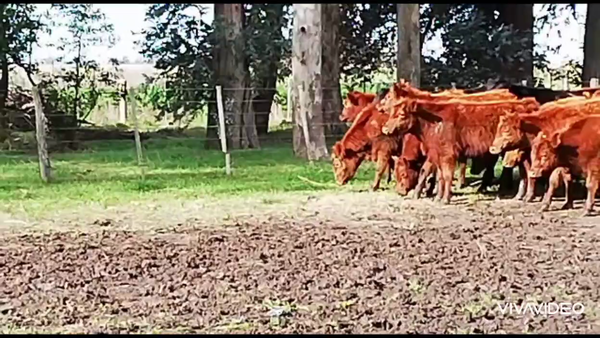 Lote 60 Terneros en Casalins, Buenos Aires