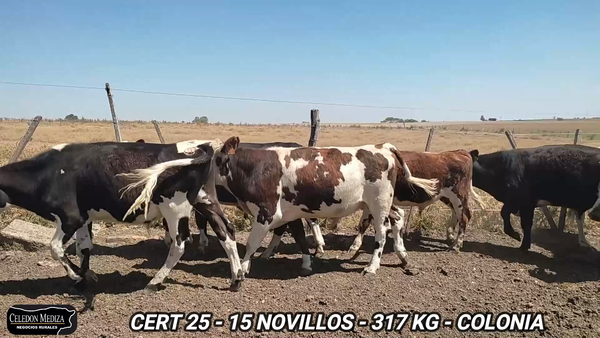 Lote 15 Novillos 1 a 2 años en Colonia
