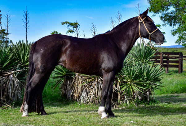 Lote Ñacurutu Alfonsina