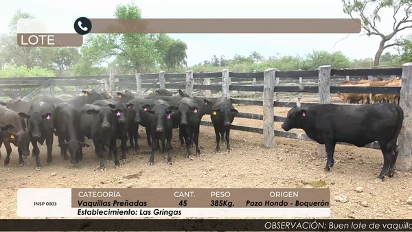 Lote Vaquillas preñadas