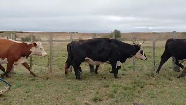 Lote VACAS PREÑADAS
