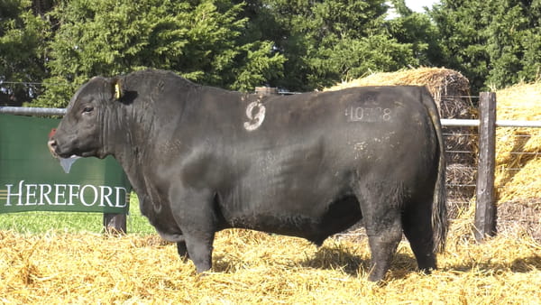 Lote TOROS ANGUS PURO CONTROLADO