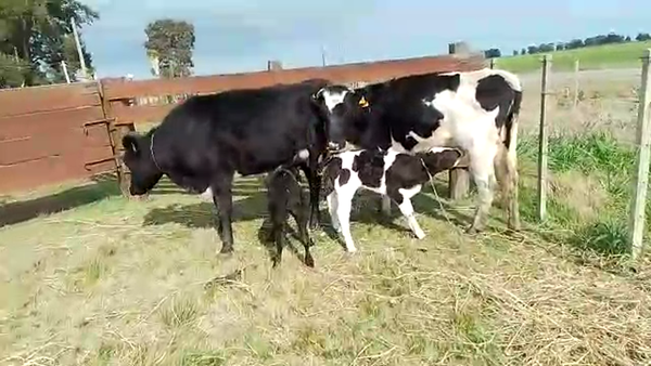 Lote 4 Piezas de cría HOLANDO 400kg - , San José