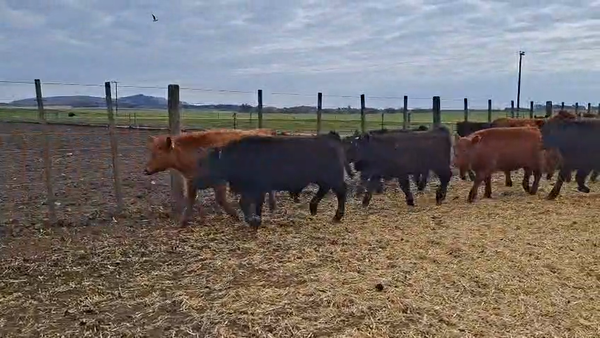 Lote 188 Terneros en Buenos Aires, Tandil