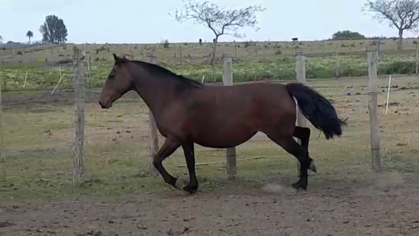 Lote JAGUEL JACA RP 769