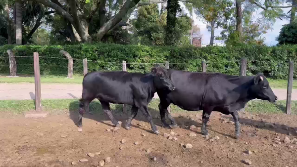 Lote VAQUILLONAS PREÑADAS