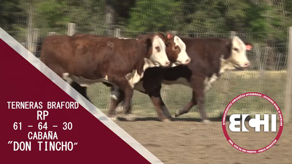 Lote TERNERAS BRAFORD CABAÑA DON TINCHO