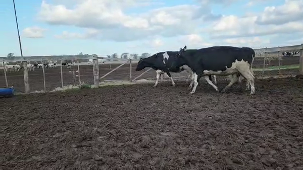 Lote Agrop. Don Bartolome