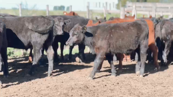 Lote 97 Terneros en Gral. Lamadrid, LIBANO Buenos Aires