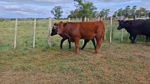 Lote TERNEROS