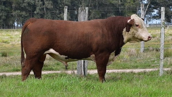 Lote Toros Hereford