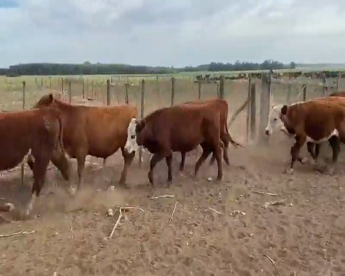 Lote 65 Novillitos en Coronel Suarez, Buenos Aires