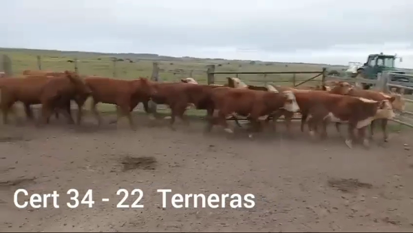 Lote TERNERAS