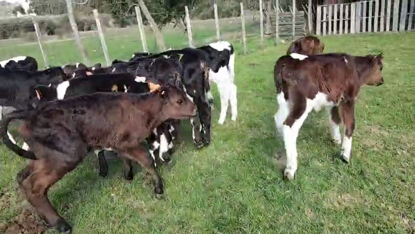 Lote 10 Terneros, San José