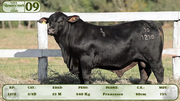 Lote LOTE 9