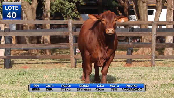 Lote TOROS BRANGUS  -LOTE 40