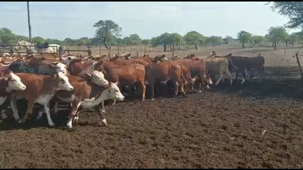 Lote 73 Terneros/as en Curuzú-Cuatiá, Corrientes