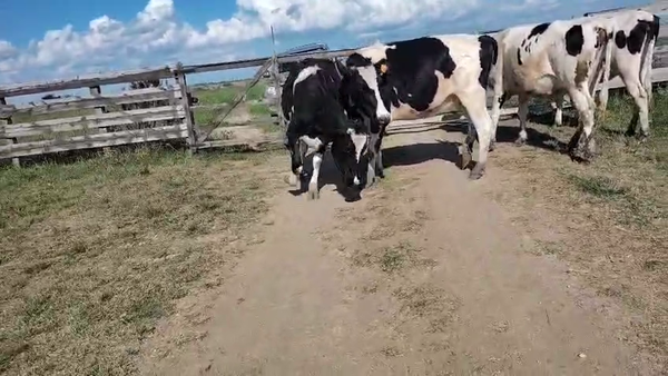 Lote 4 Vaquillonas Proximas, San José