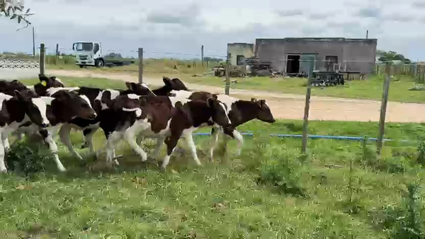 Lote TERNEROS Y TERNERAS