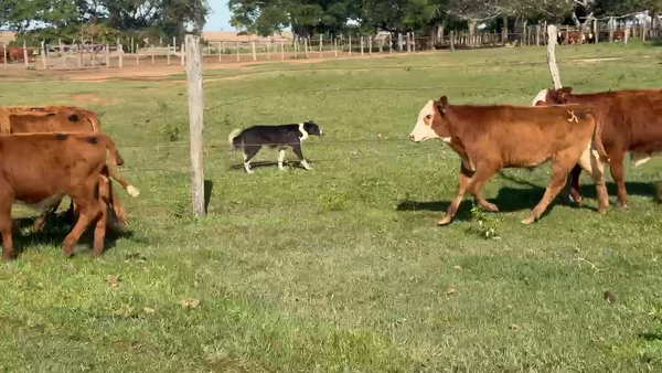 Lote 70 Terneros en Corrientes, Alvear