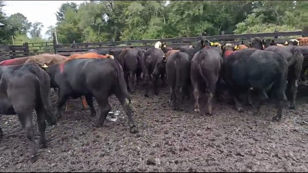 Lote 55 Vaquilla Engorda en Osorno, X Región Los Lagos