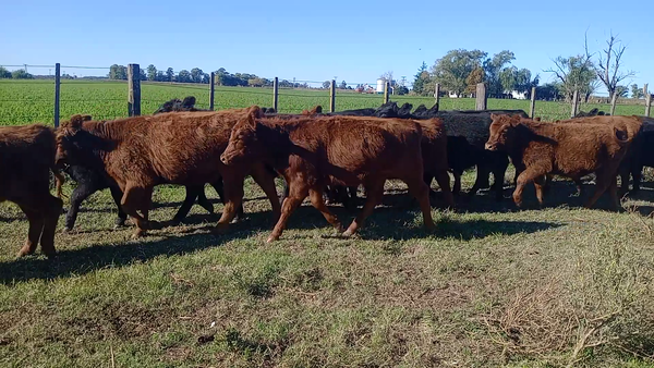 Lote 30 Terneras en Salazar