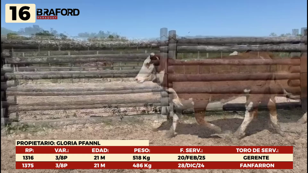 Lote LOTE 16 HEMBRAS DE CAMPO