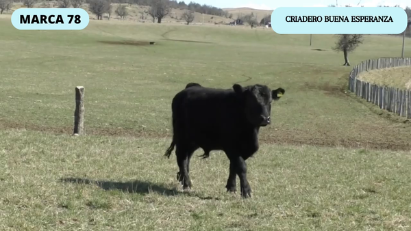 Lote 1 Toro en Coyhaique, XI Región Aysén