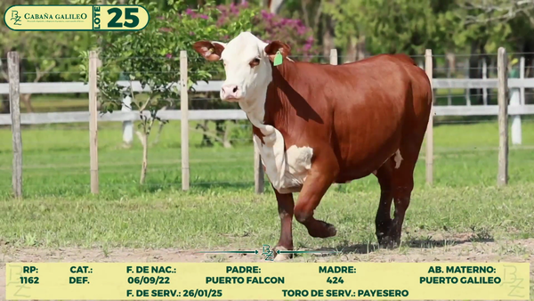 Lote LOTE 25