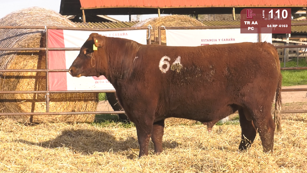 64 4163 — TOROS ANGUS COLORADOS  PC