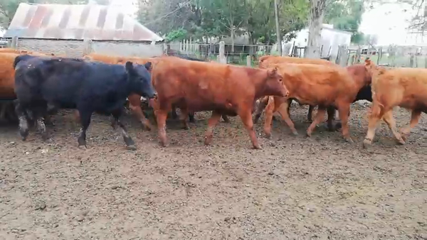 Lote 120 Terneros/as en Entre Ríos, Federal