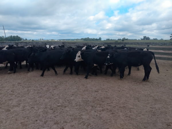 Lote SAENZ VALIENTE, BULLRICH Y Cia. S.A.