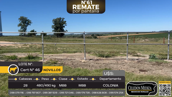Lote 28 Novillos en Miguelete, Colonia