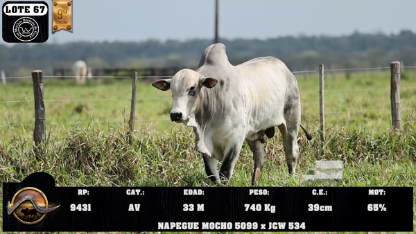 Lote LOTE 67