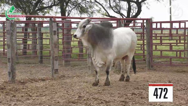 Lote Brahman