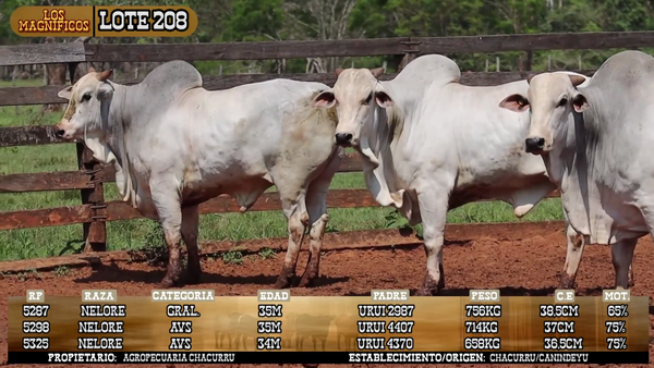 Lote LOTE 208- POR PANTALL