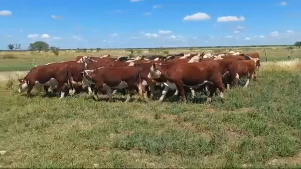Lote 37 Novillos