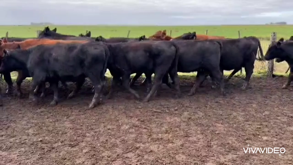 Lote 110 Vaquillonas C/ gtia de preñez