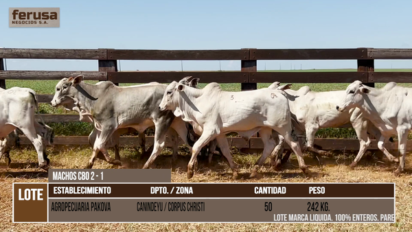 Lote LOTE 9
