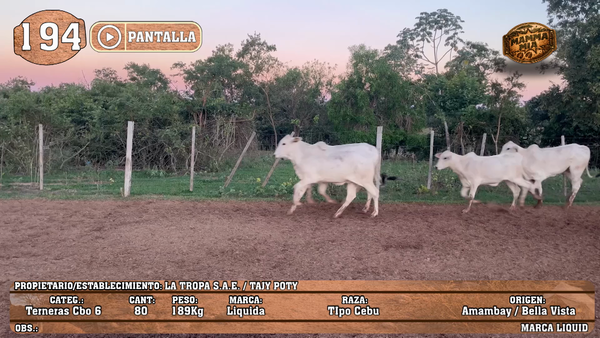 Lote LOTE 194 - PANTALLA