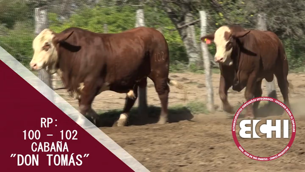 Lote TOROS BRAFORD CABAÑA DON TOMAS