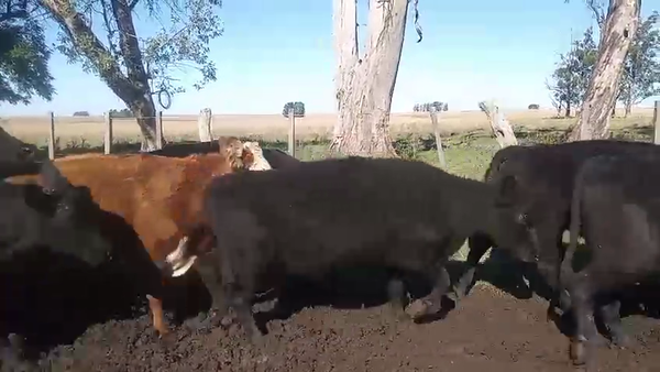 Lote 29 Vacas de invernar