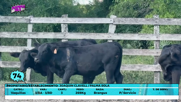 Lote LOTE 74