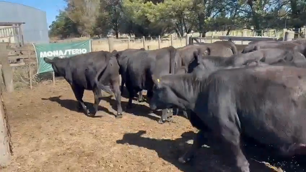 Lote 35 Vaquillonas preñadas en Tres Arroyos