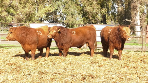 Lote TOROS ANGUS COLORADOS PC