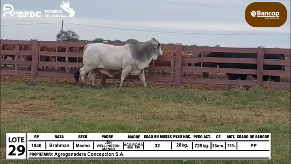 Lote Lote 29